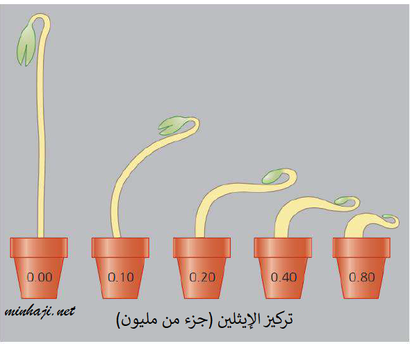 الاستجابة الثلاثية للبادرات